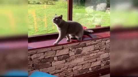 The best funny cat videos