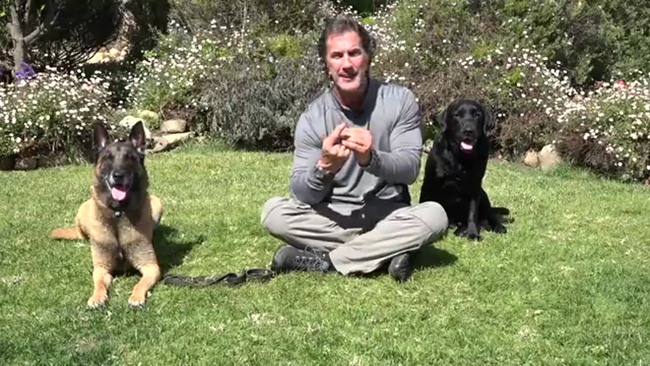 Secret of dog training videos