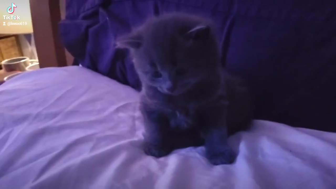Our new little baby kitten moonlight