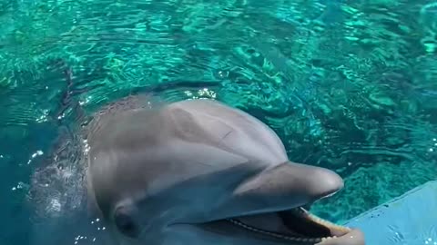 Dolphin Tickles And Giggles