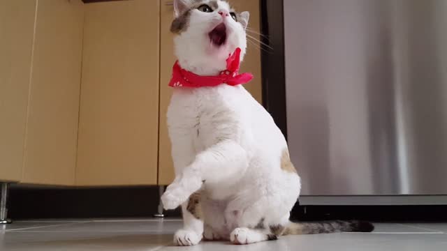 A beautiful cat who loves cleanliness he wears a red tie