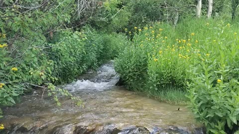 Mountain Stream