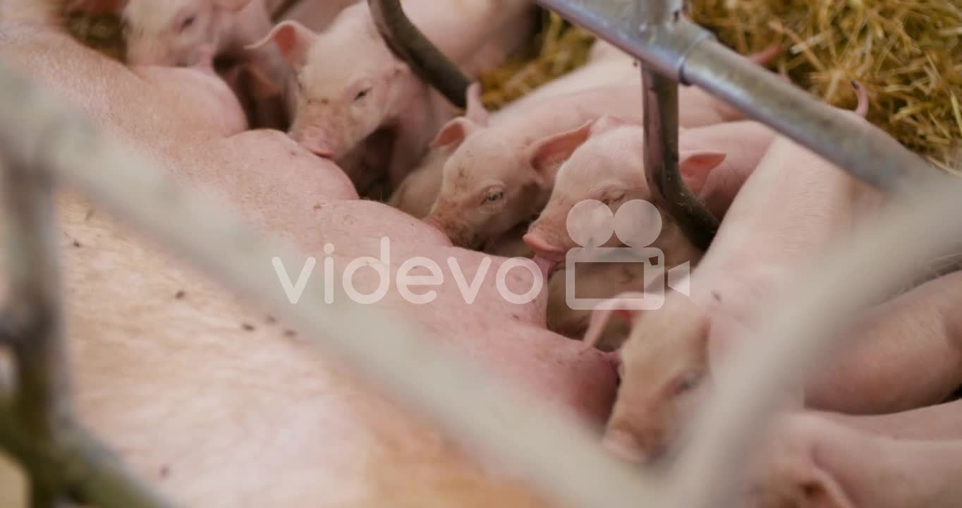 Pigs On Livestock Farm Pig Farming Young Piglets At Stable 4