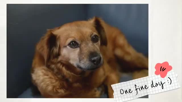 Cute dogs in the world