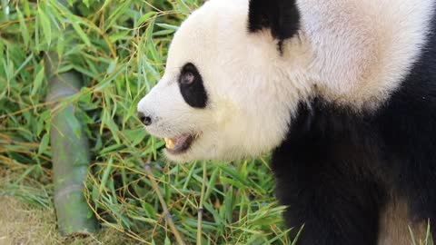 giant pandas