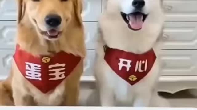 Hilarious Most Funny dog videos 2021 - Funny parts of dogs. #Shorts Try not to laugh videos