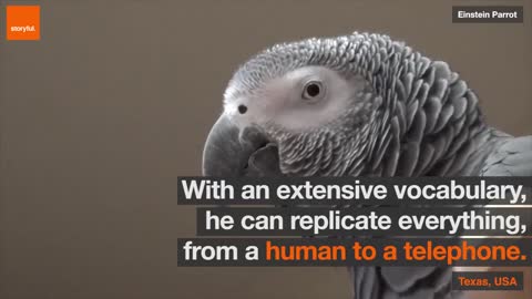 Talking Parrot Will Leave You Speechlessp1