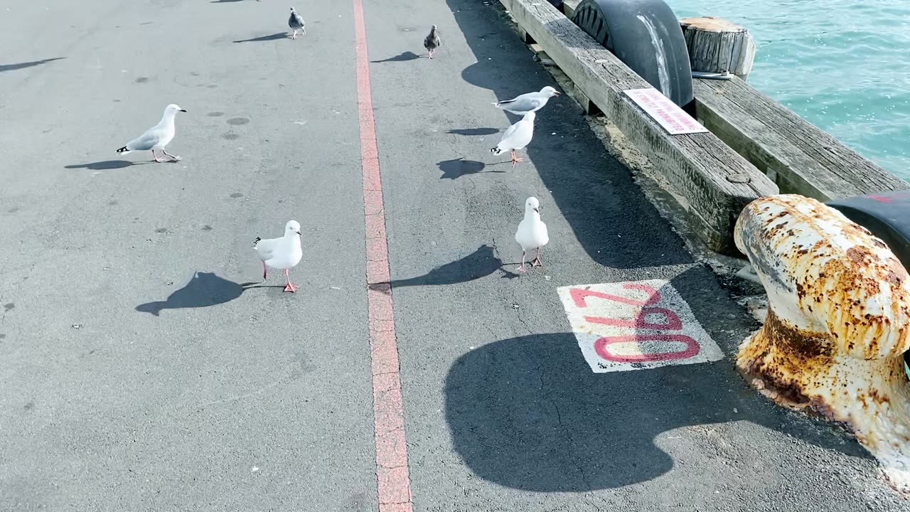 The Sea Birds Were Following Us Down Princes Wharf