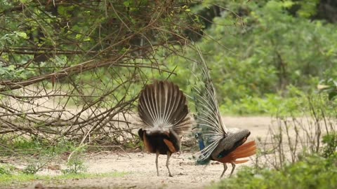 Beautiful peacock dancing video