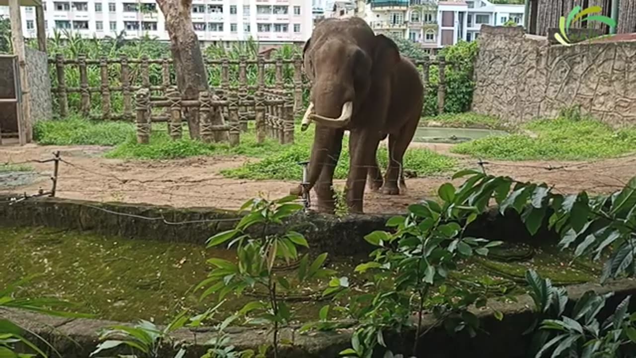 Elephant Dance