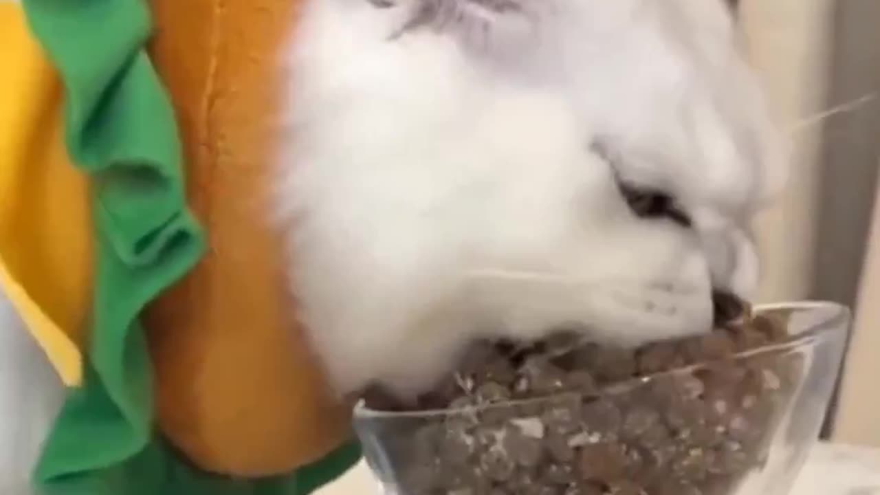 Hungry Cats funny videos