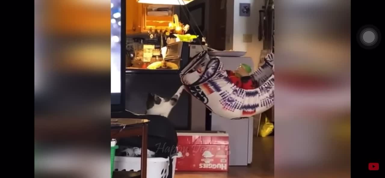 the cat is too adorable