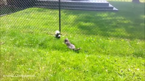 Baby Skunks Trying To Spray - Funniest Compilation