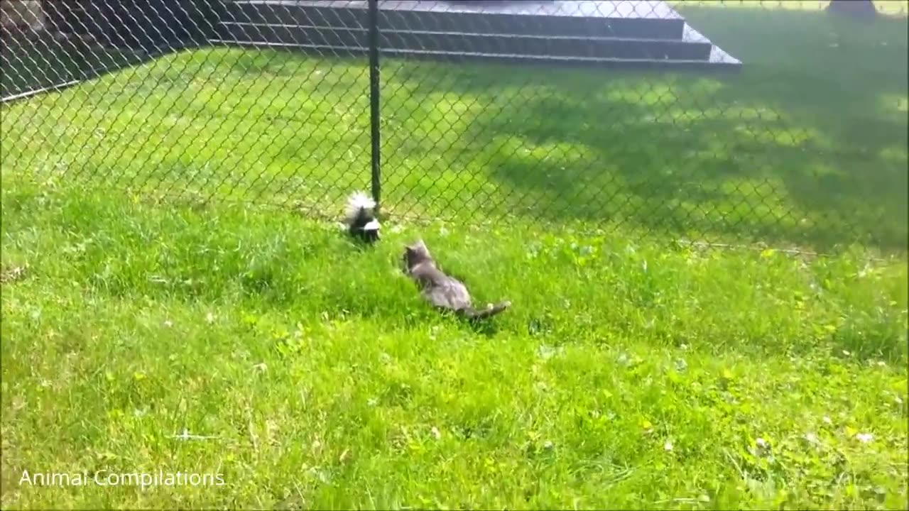 Baby Skunks Trying To Spray - Funniest Compilation