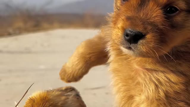 Dog: let me protect you