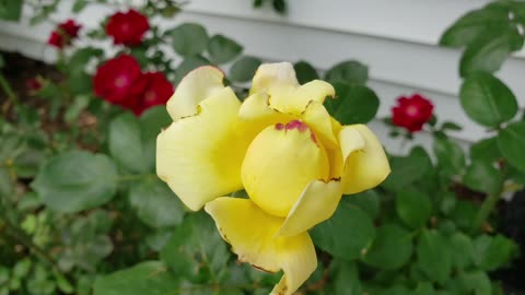 Flowers For Everyone From Petunia