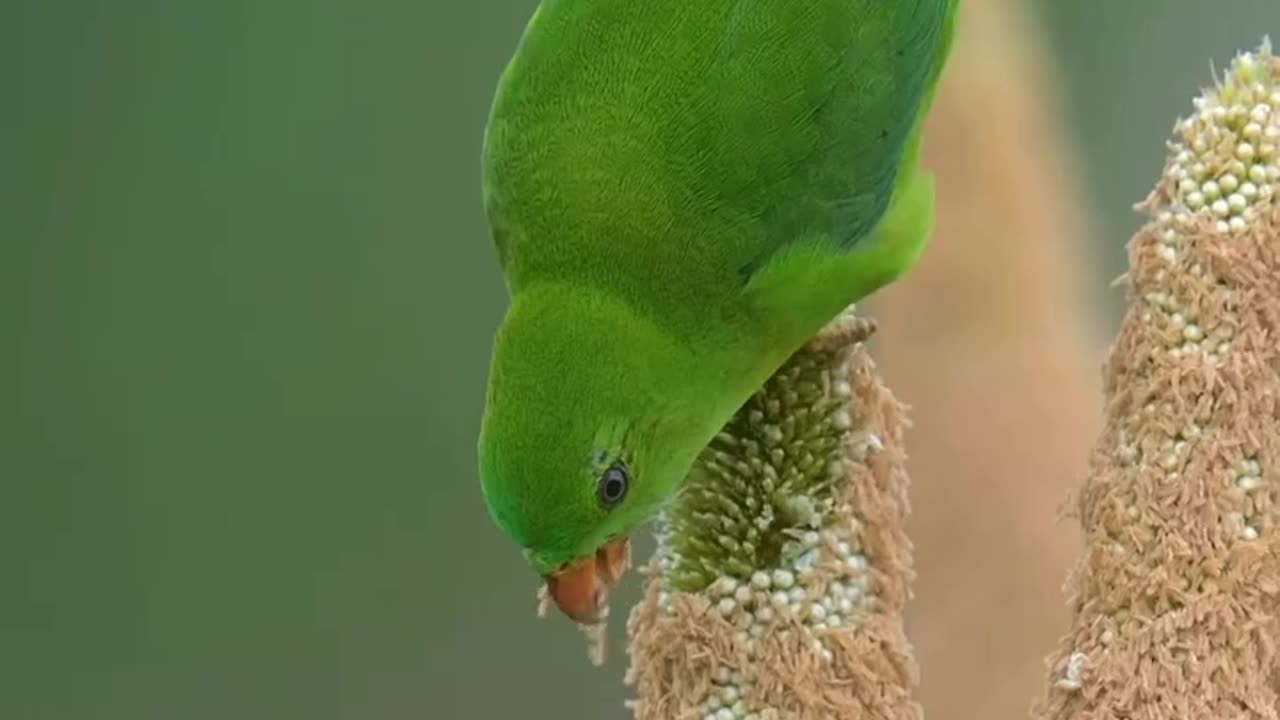 Vernal hanging parrot🦜🦜