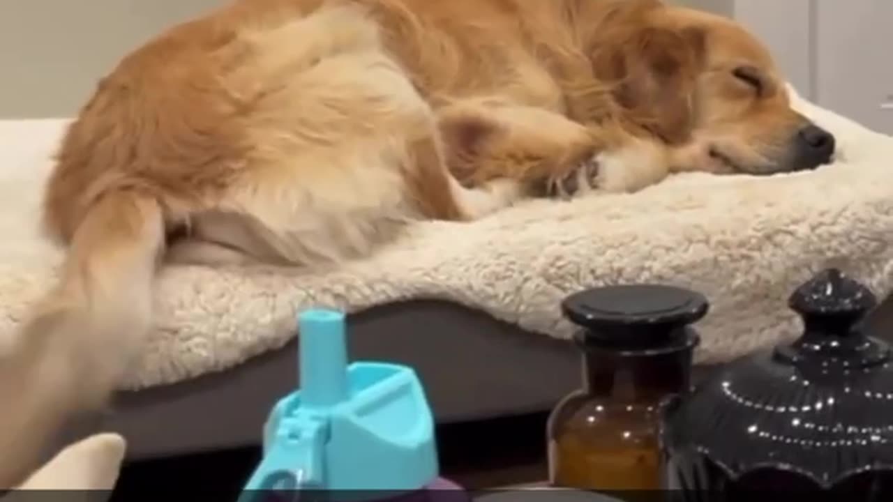 This Dog was having a best dream | Dog video | Cute Dog video | Try to not laugh |