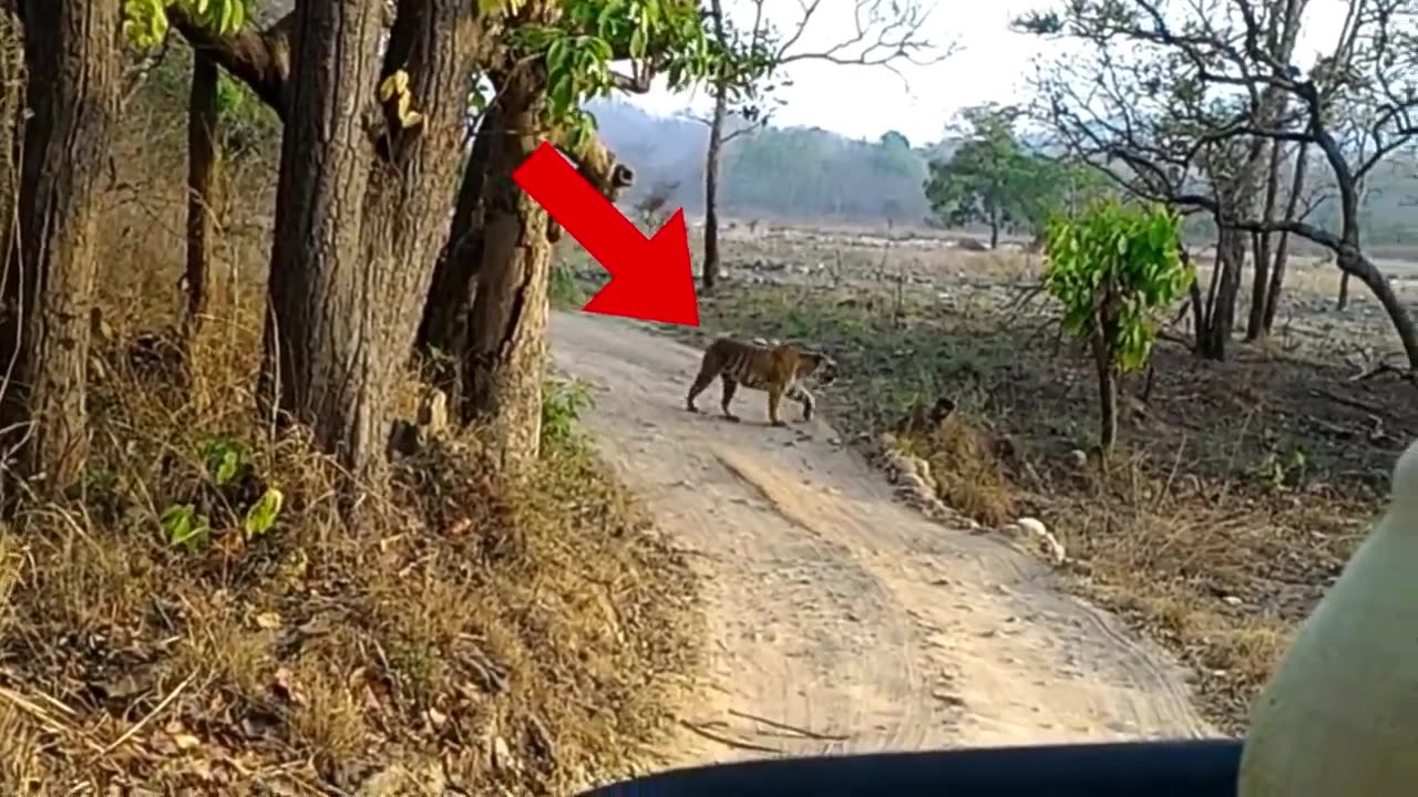 6 Tiger Encounters You Shouldn't Click On