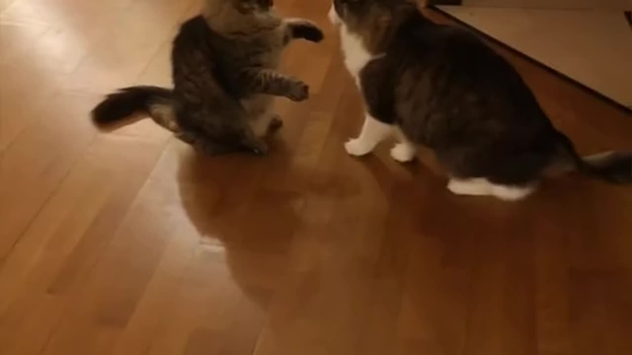 Cats being cats (Funny cats completion)