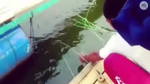 This is a beautiful and charming water-dwelling species