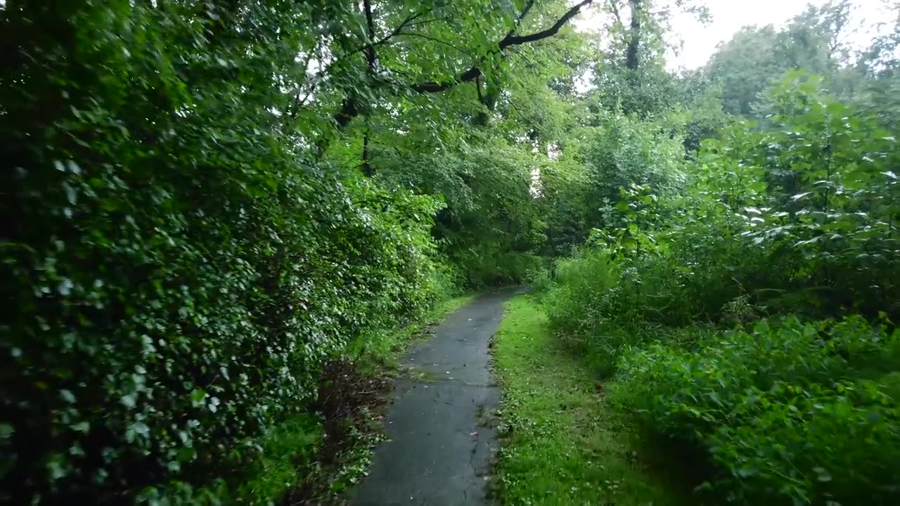 Relaxing Walk in the Rain, Umbrella and Nature Sounds for Sleep and Relaxation | 4k ASMR