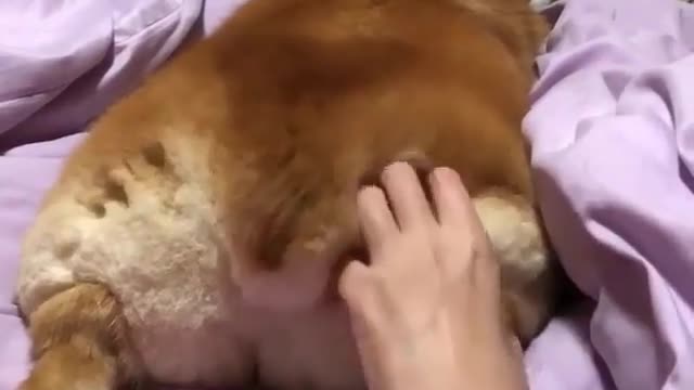 Love Pets