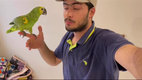 Training my Blue Fronted Amazon |Mashinate