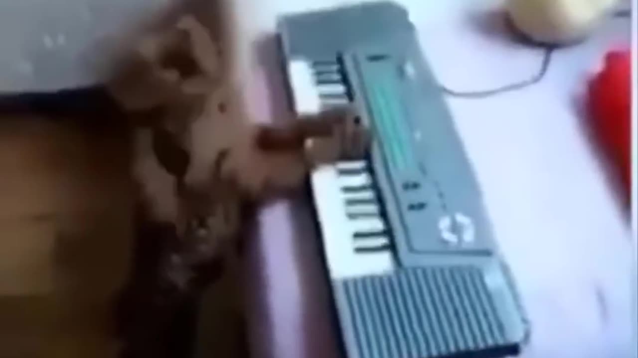 Funniest Animals 🐧 - Best Of The 2023 Funny Animal Videos 😁 - Cutest Animals Ever