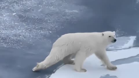 Polar bear physics