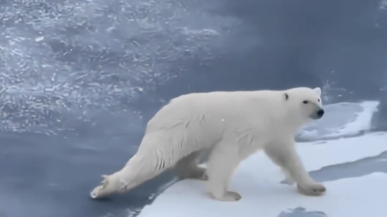 Polar bear physics