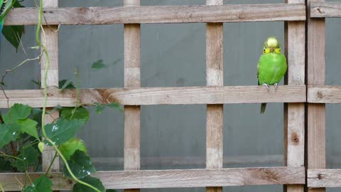 Africa's cute parrot is funny animals.