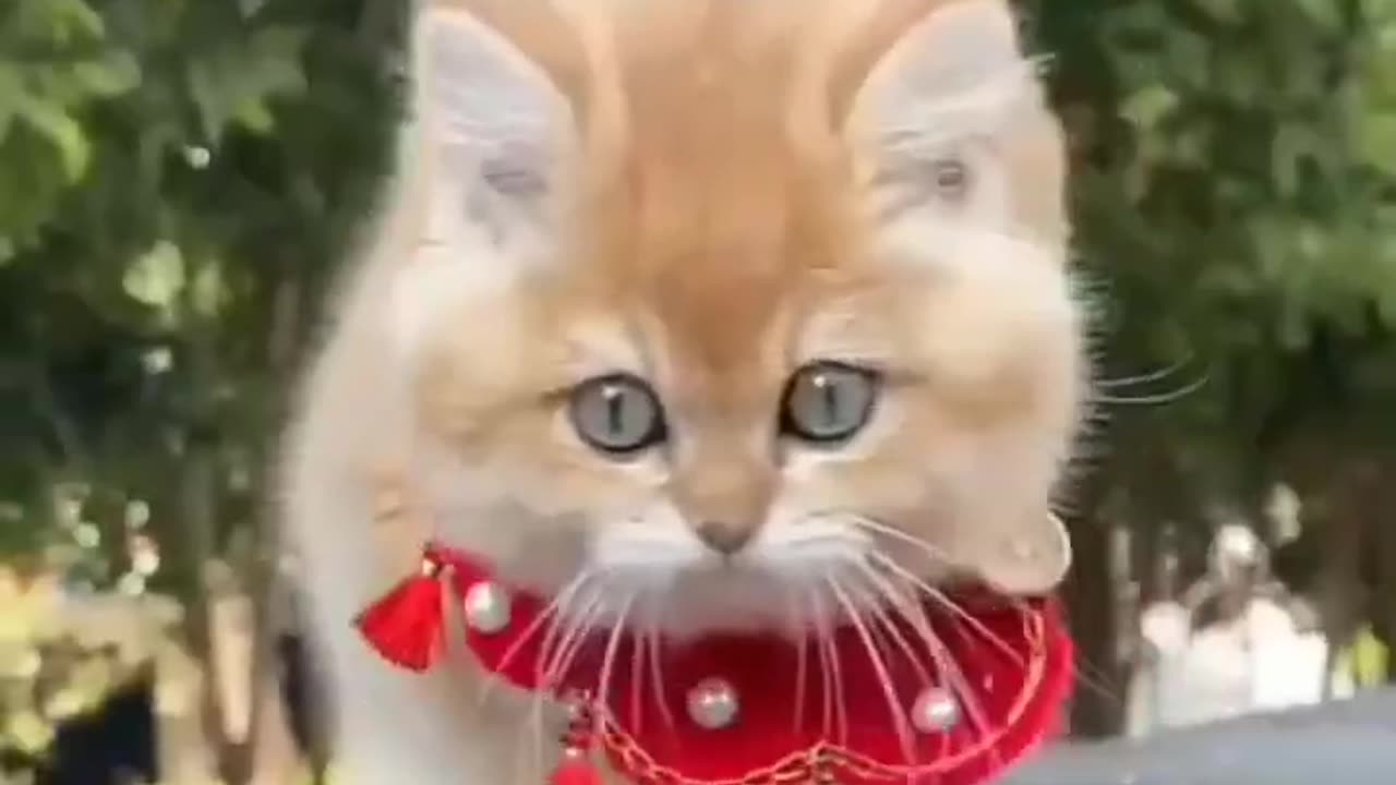 Cute cat cutipie