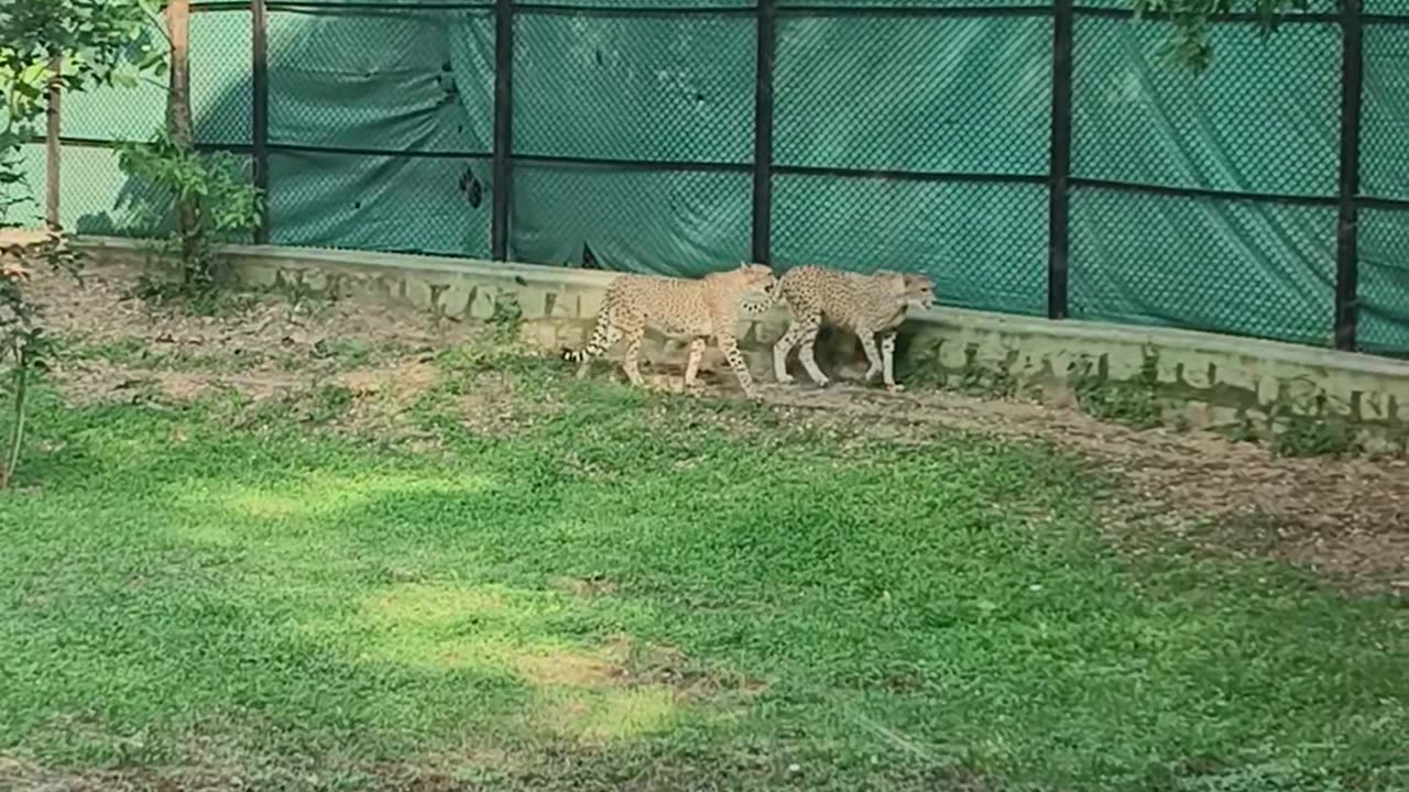 Mysore zoo