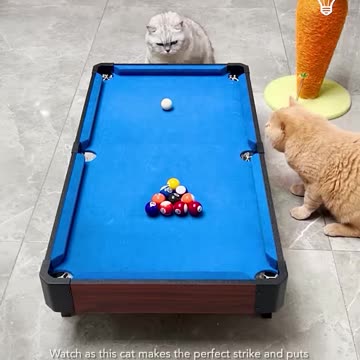 This cat has got some serious billiard skills!