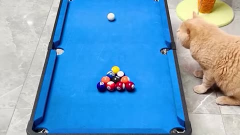 This cat has got some serious billiard skills!