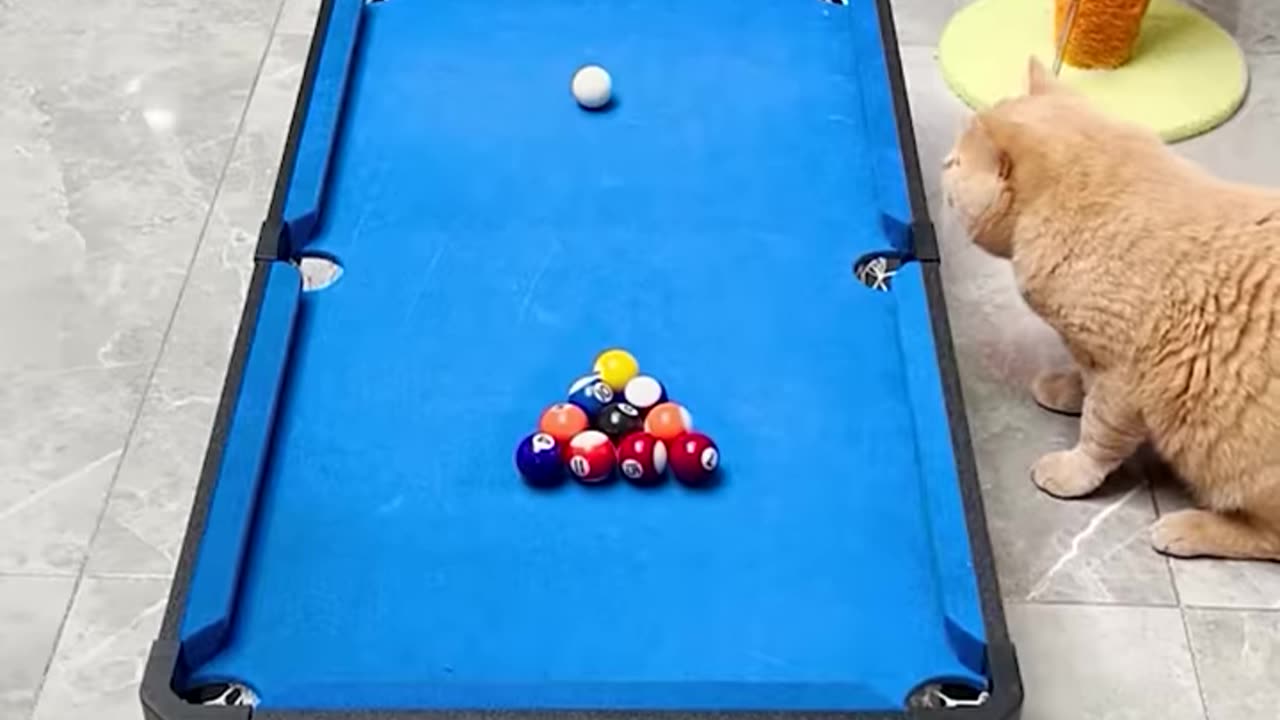 This cat has got some serious billiard skills!