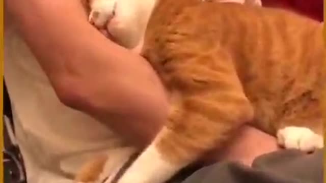 Funny cat 😺 1