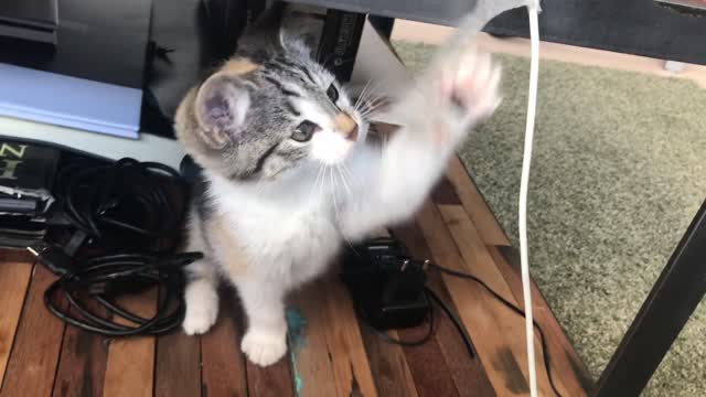 Fanny cat Washing