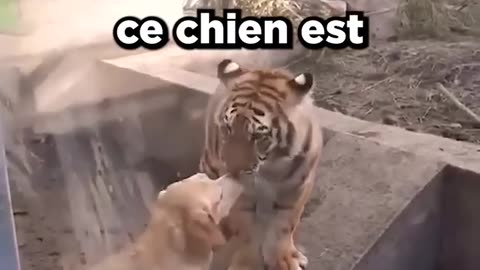 CE CHIEN SÉPARE UN LION ET TIGRE !😱