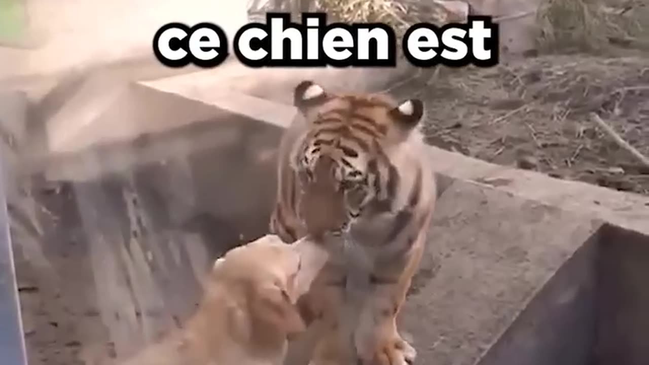 CE CHIEN SÉPARE UN LION ET TIGRE !😱