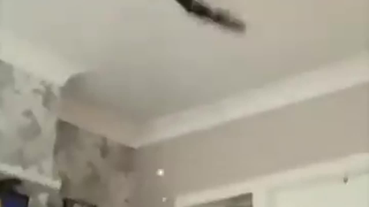 animal jokes cats