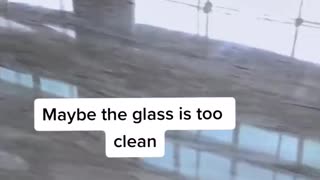 Puppy cannot break glass because glass too clean