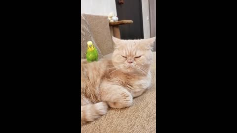 Cat and parrot are best buddies