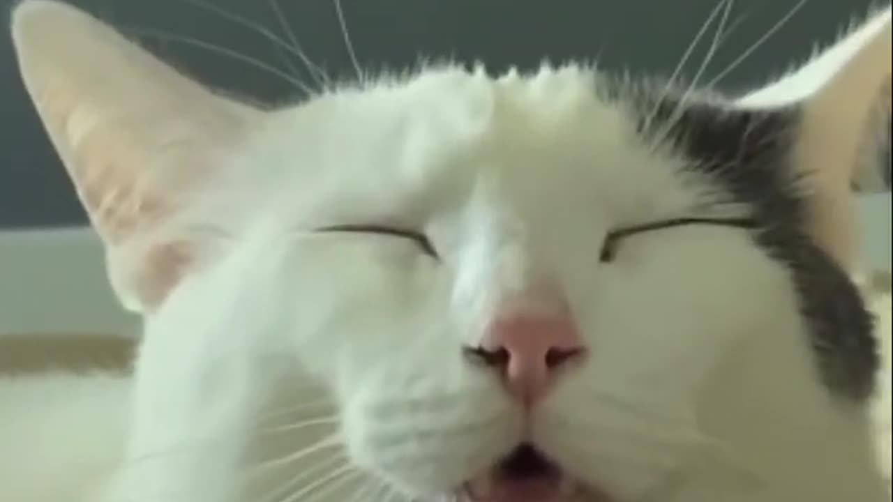 Funny cat