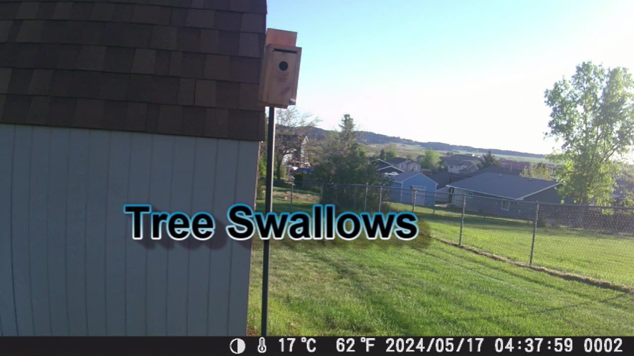 Tree Swallows