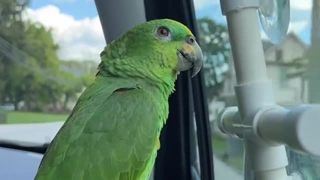 Parrot visited city