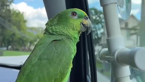 Parrot visited city