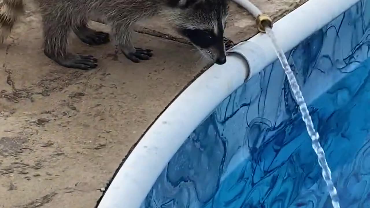 Orphaned Raccoons Play With Hose || Viral Verse
