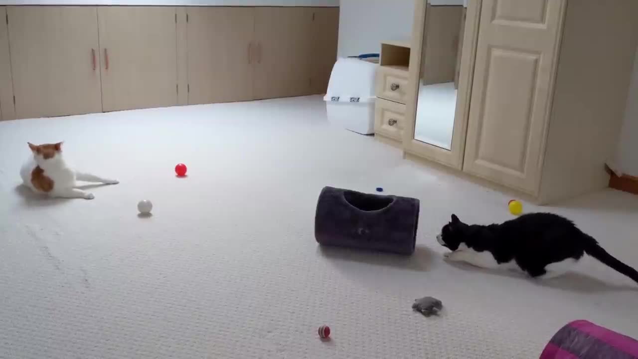 Cat Wiggles Butt Before Pouncing